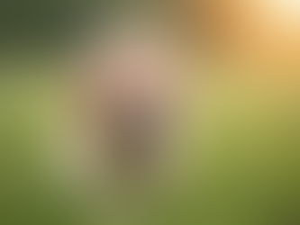 Hundezucht: Rechtliche Anforderungen und Tipps für Anfänger