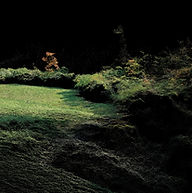 Fragmented Forest