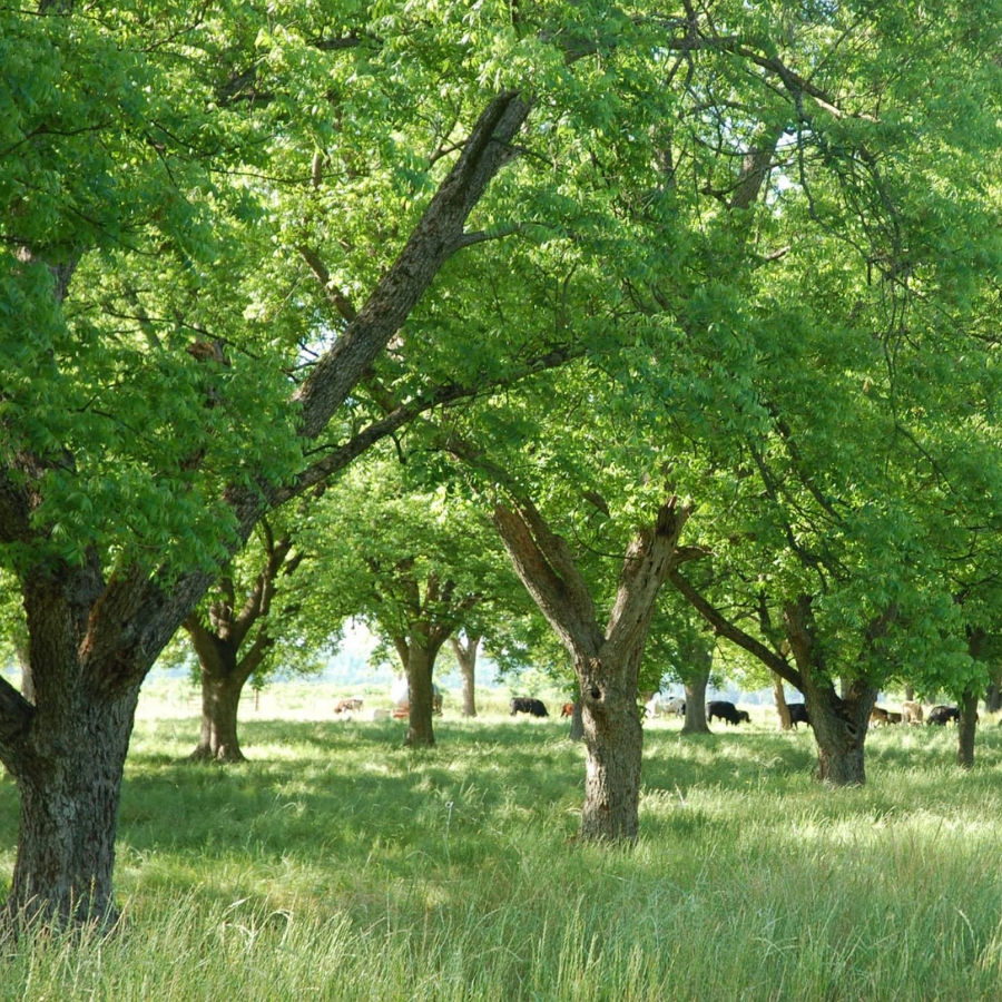 sponsoratree_pecanorchardcows__12907.1547657412.jpg