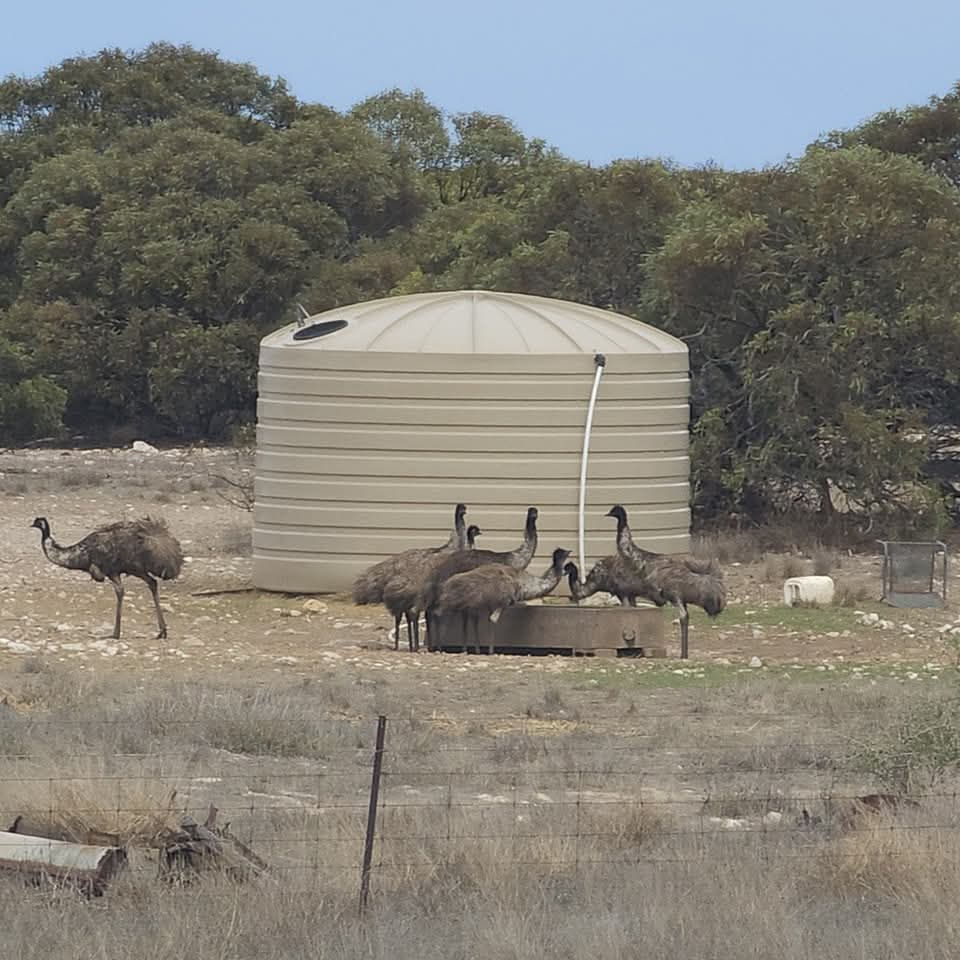 Emu Family at Watering Hole