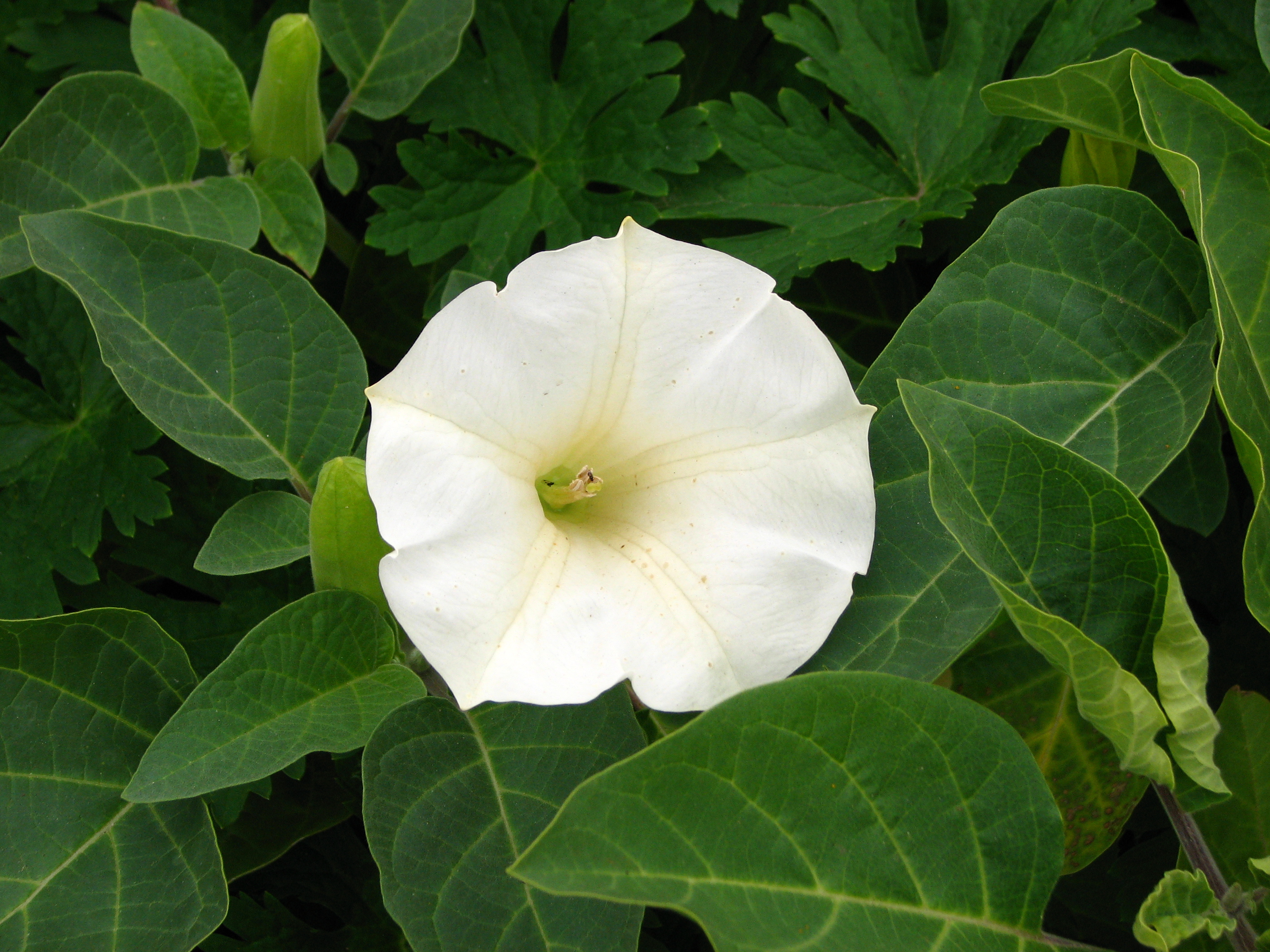 Datura