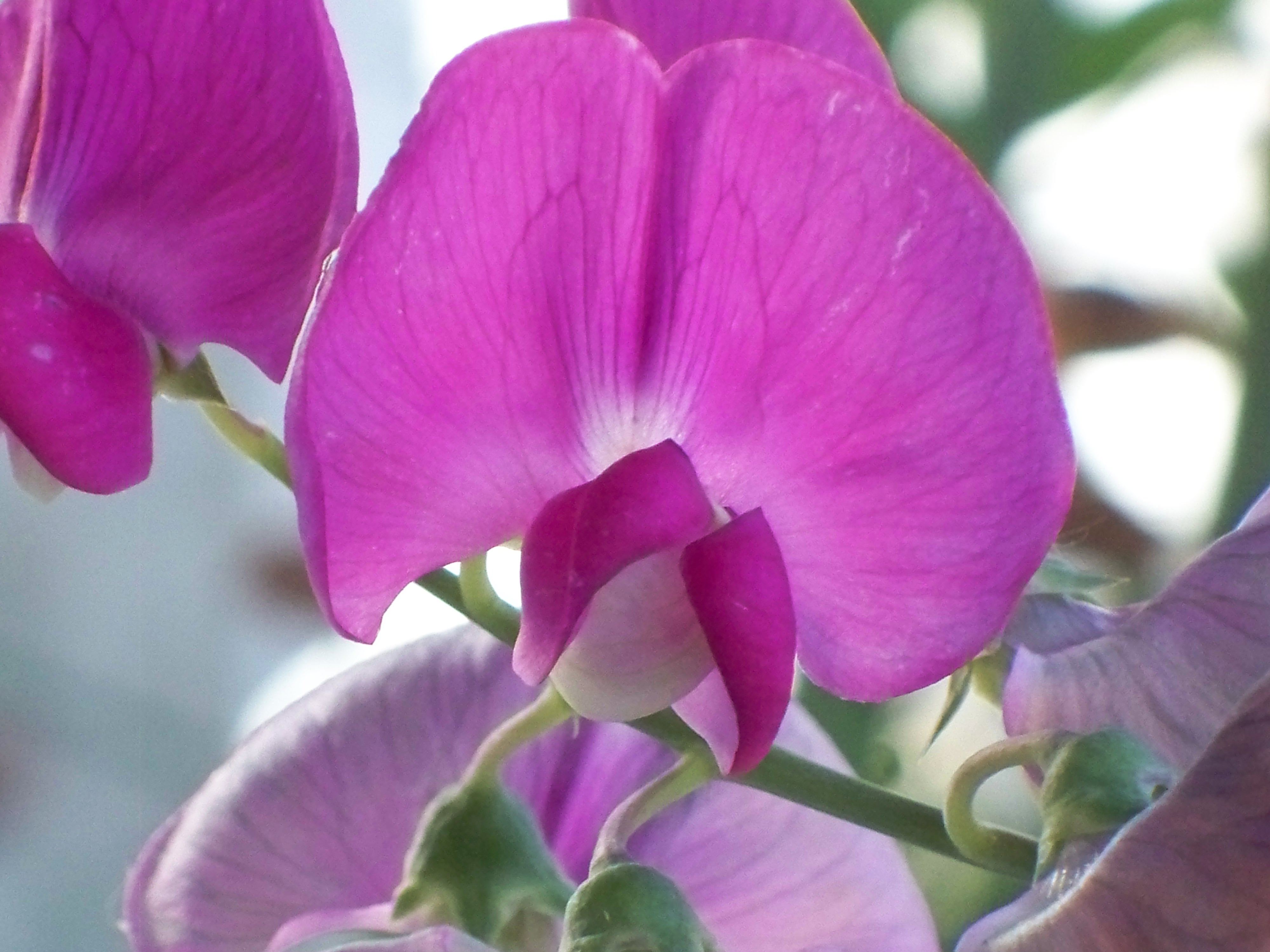 Sweetpea