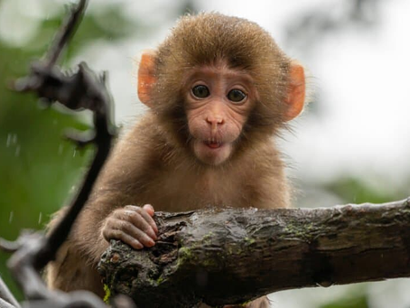 📅 1 de septiembre: Día Internacional de los Primates