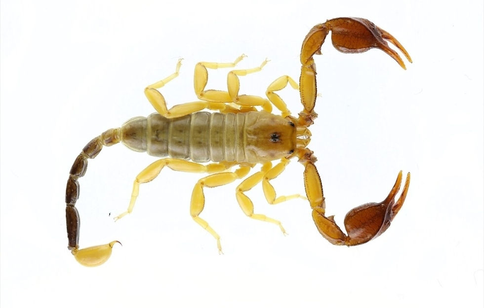 Euscorpius Gülhanımae