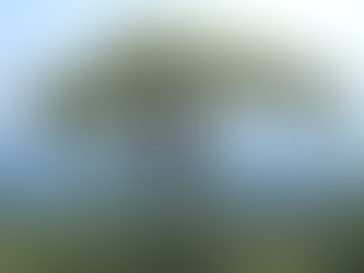 Ceiba Ağacı Nedir? Özellikleri, Mitolojik Önemi ve Kullanım Alanları