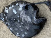 Anglerfish (Fener Balığı) Nedir?