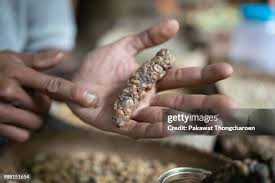 Asya palmiye misk kedisi boku