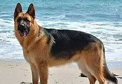 Alman Çoban Köpeği, Shepherd