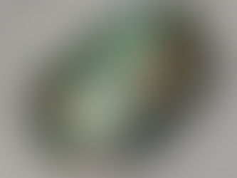 Abalone, Deniz Kulağı