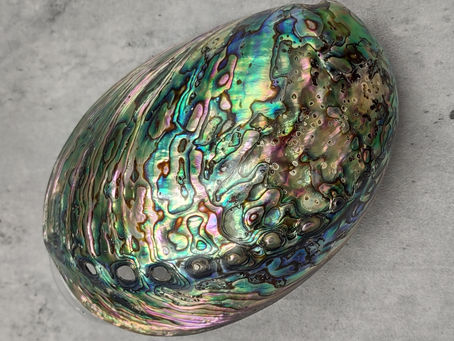 Abalone, Deniz Kulağı