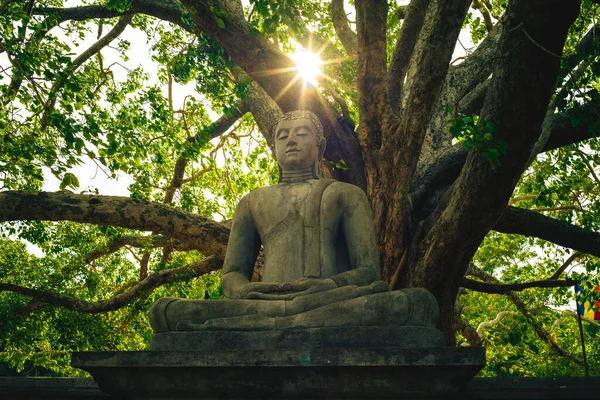 Buda ve Bodhi Ağacı