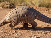 Pangolin, Karınca Yiyen