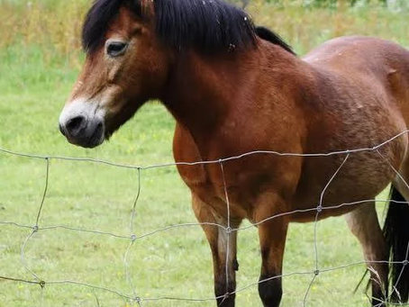 Hucul Atı (Hucul Midillisi veya Karpat Atı)