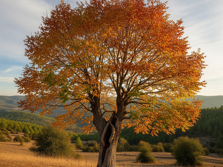 Pelesenk ağacı ve pelesenk olmak