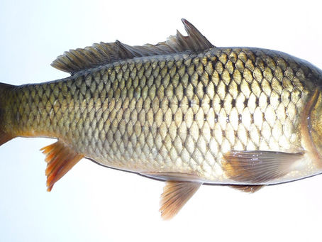 Sazan sarmalı