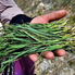 Körmen otu, Allium vineale, yabani sarımsak” veya “yabani soğan” 