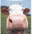 Holy Cow, Kutsal İnek