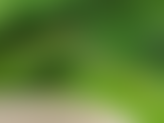 Stick insect, çubuk böceği, sopa böceği, değnek böceği