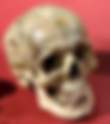 Frenoloji (Phrenology)