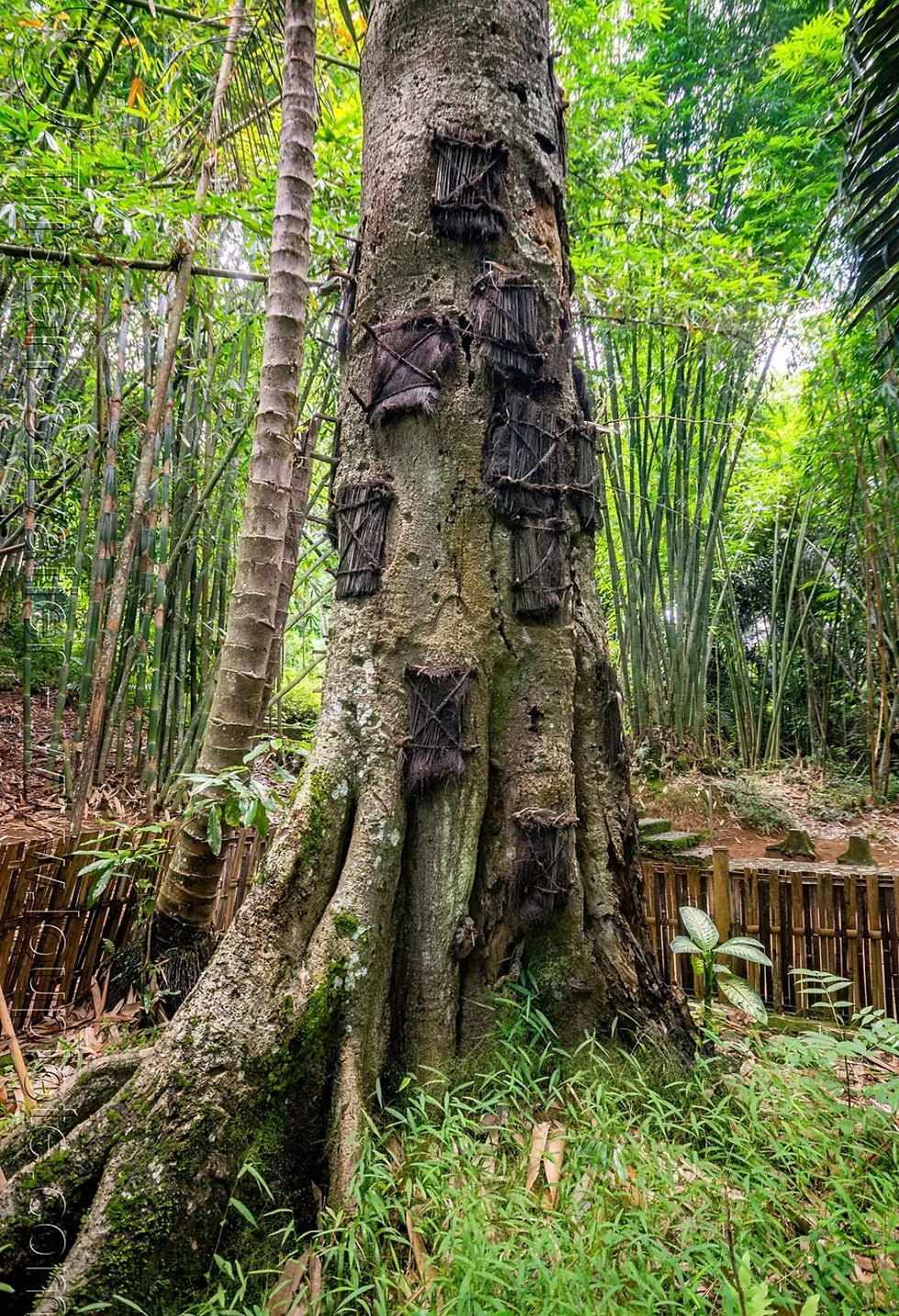 Ağaç içinde bebek mezarları