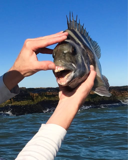 Sheepshead
