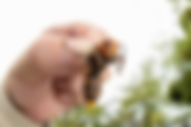 Asian Giant Hornet, Dev Yaban Arısı