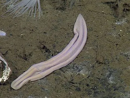 Xenoturbella, Tamamlanmamış bir canlı türü