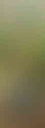 Woods