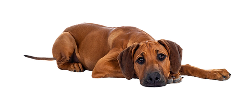 360_F_559736792_VLY0PBY4vlF0sISmqBDLSFLY