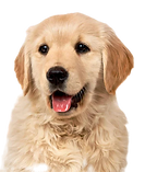 Golden_Retriever_Overview_Blog_8af7f9c3-