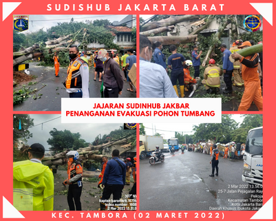 JAJARAN SUDINHUB JAKBAR AKTIF EVAKUASI PENANGANAN POHON TUMBANG.
