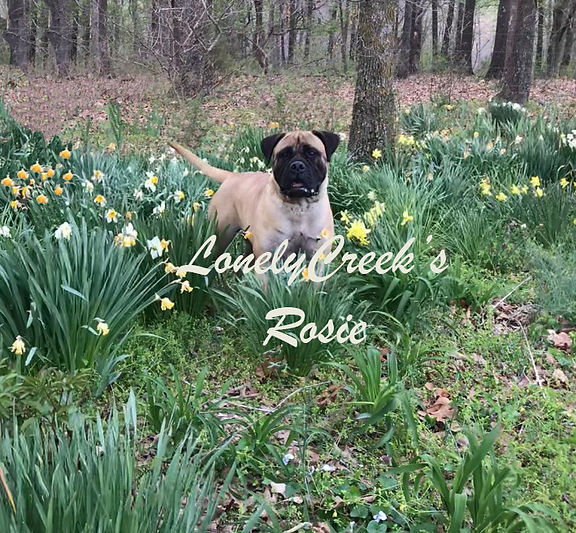 bullmastiff puppy for sale