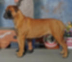 GCH LonelyCreek's Bobbi Leigh Swagger CGC TKN