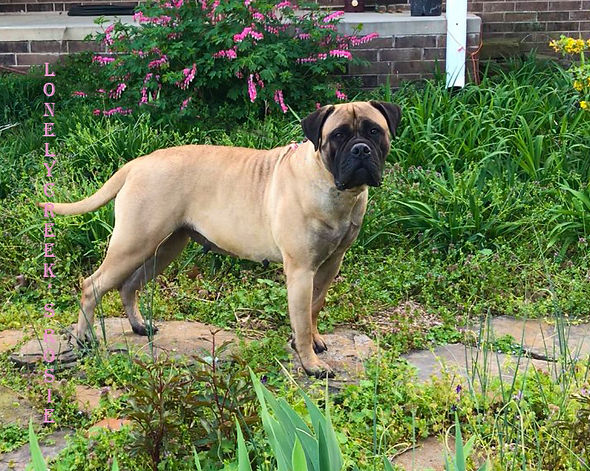 bullmastiff puppy for sale