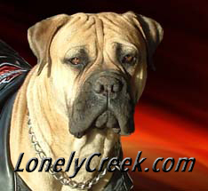 www.LonelyCreekBullmastiff.com logo