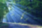 Forest_edited.jpg