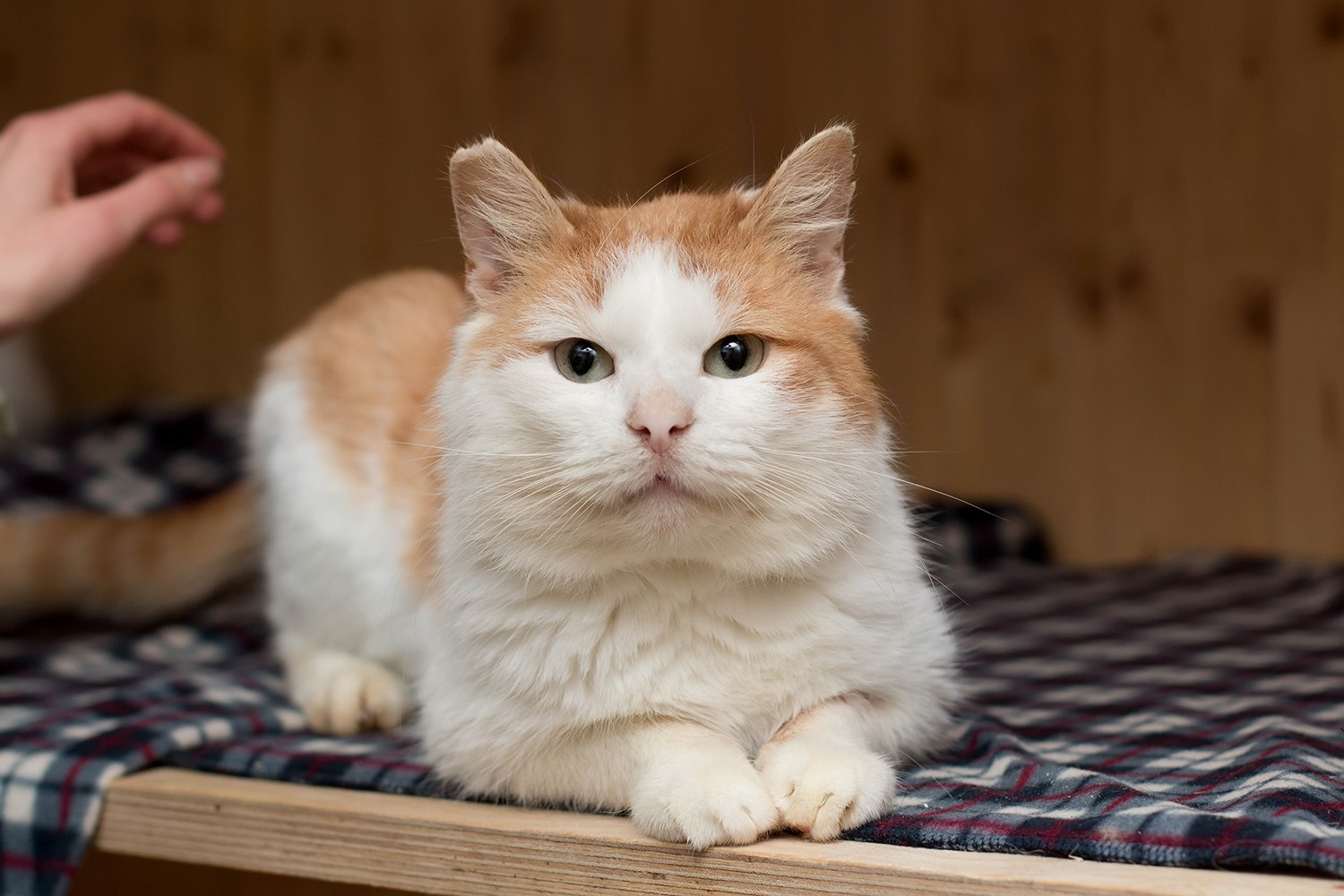 Коты сша. Кот надеется. Привет мем с котом. Прикольные картинки с надписями. Привет мем с котом.