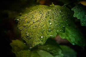 blad closeup.jpg