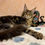 Thumbnail: Maine Coon Polidact 6666
