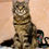 Thumbnail: Maine Coon Polidact 6666