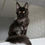 Thumbnail: Maine Coon