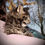 Thumbnail: Maine Coon