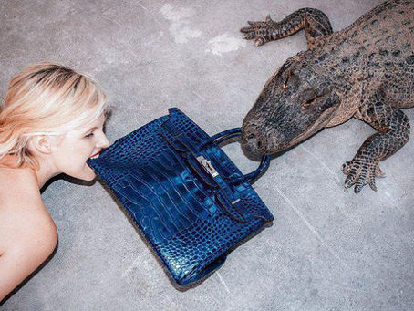 L'Australie veut augmenter ses exportations de produits à base de crocodile