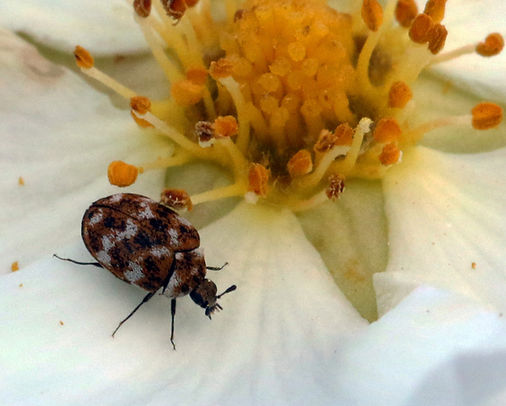 Varied carpet beetle (Anthrenus verbasci)