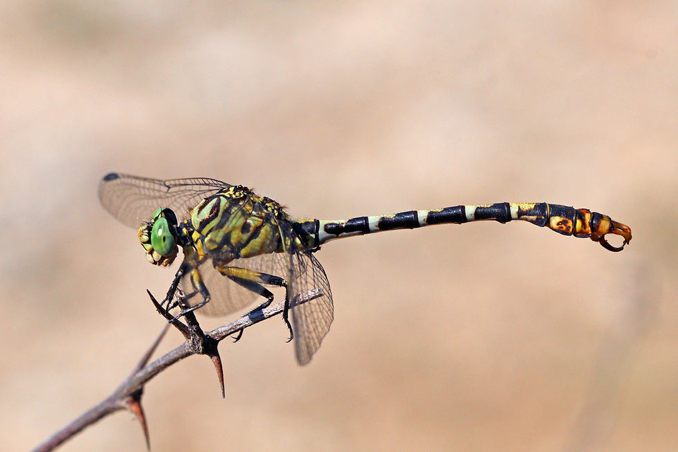 dragonflies