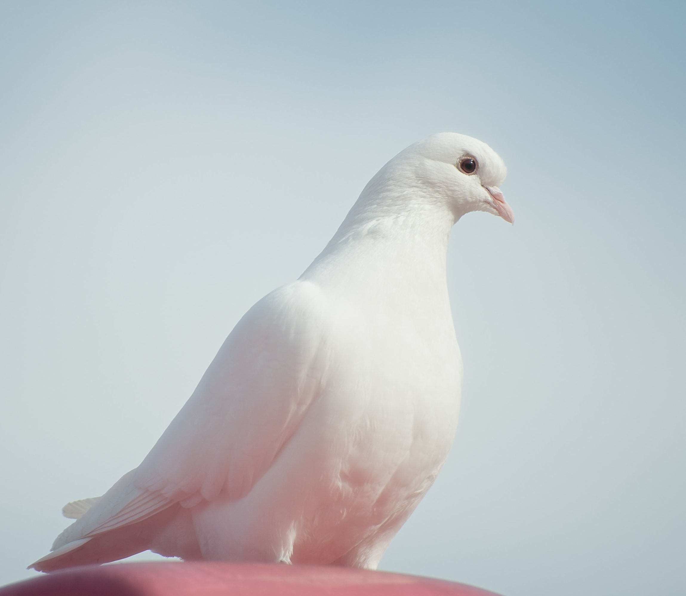 無宗教 (院出固定計劃)