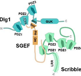 SGEF forms a complex with Scribble and Dlg1 and regulates epithelial junctions and contractility