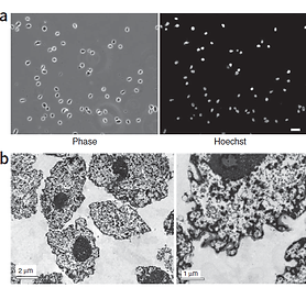 Analysis of RhoA and Rho GEF activity in whole cells and the cell nucleus