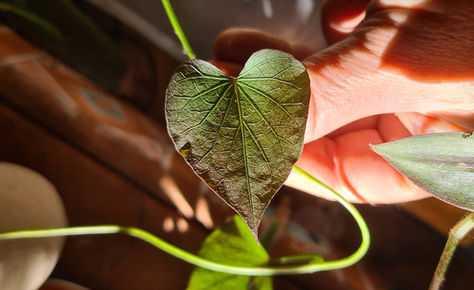 גינה במטבח ~ צמחים שאפשר לגדל בתוך הבית