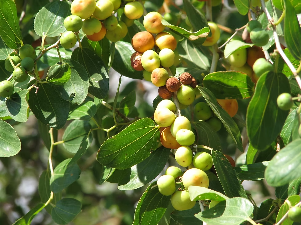 צילום: רחלי עינב, מתוך האתר המעולה: https://www.blue-ecosystems.com/racheliAdamaBook/PriAdama/%D7%A9%D7%99%D7%96%D7%A3-%D7%9E%D7%A6%D7%95%D7%99